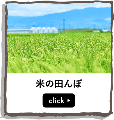 米の田んぼ